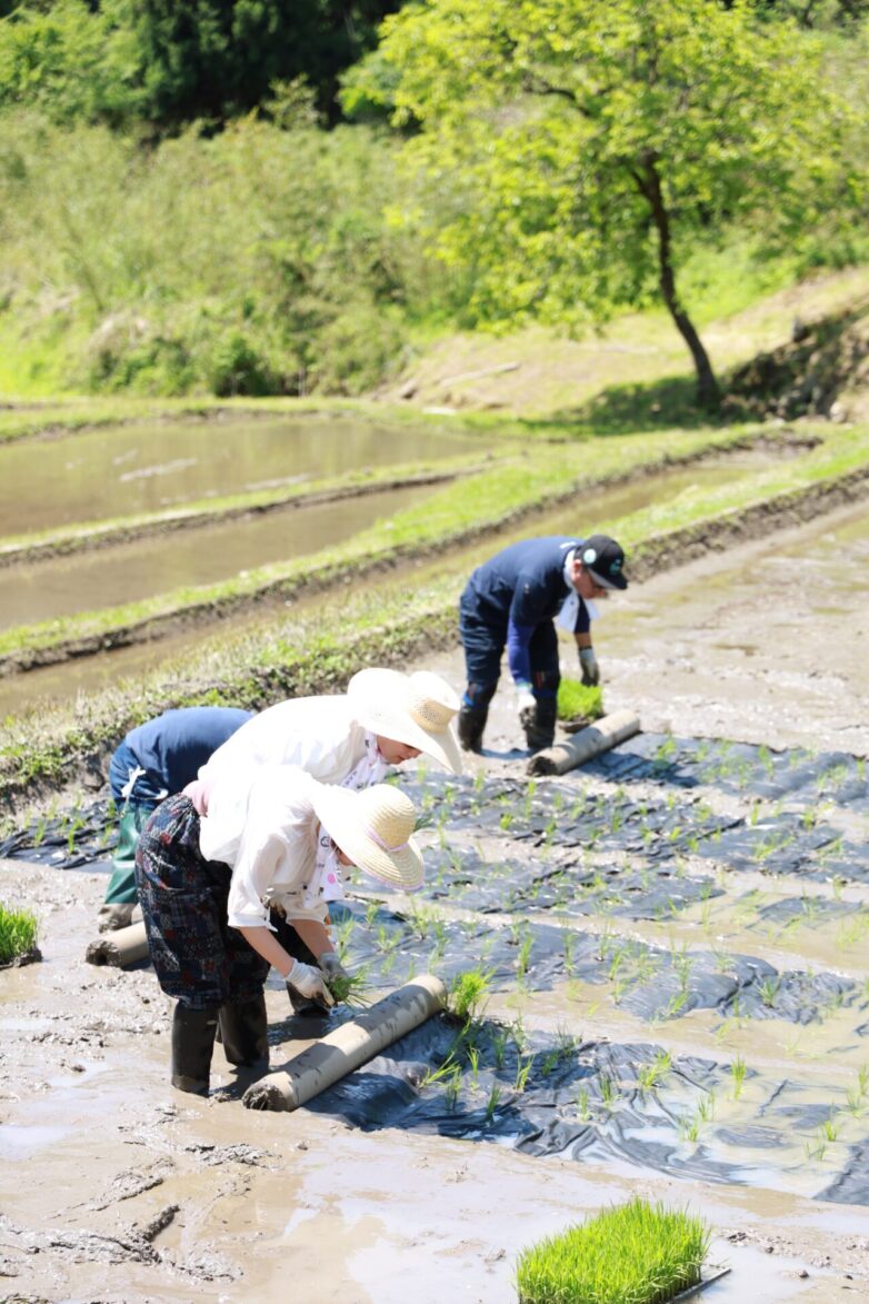 今年もお手伝いいただけますでしょうか～2025年田植え体験会のご案内～