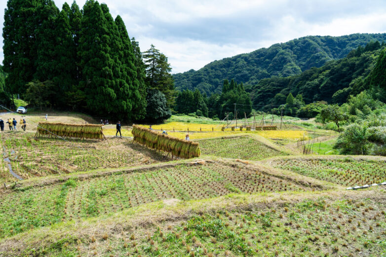 今年もお手伝いいただけますでしょうか～2026年稲刈り体験会のご案内～